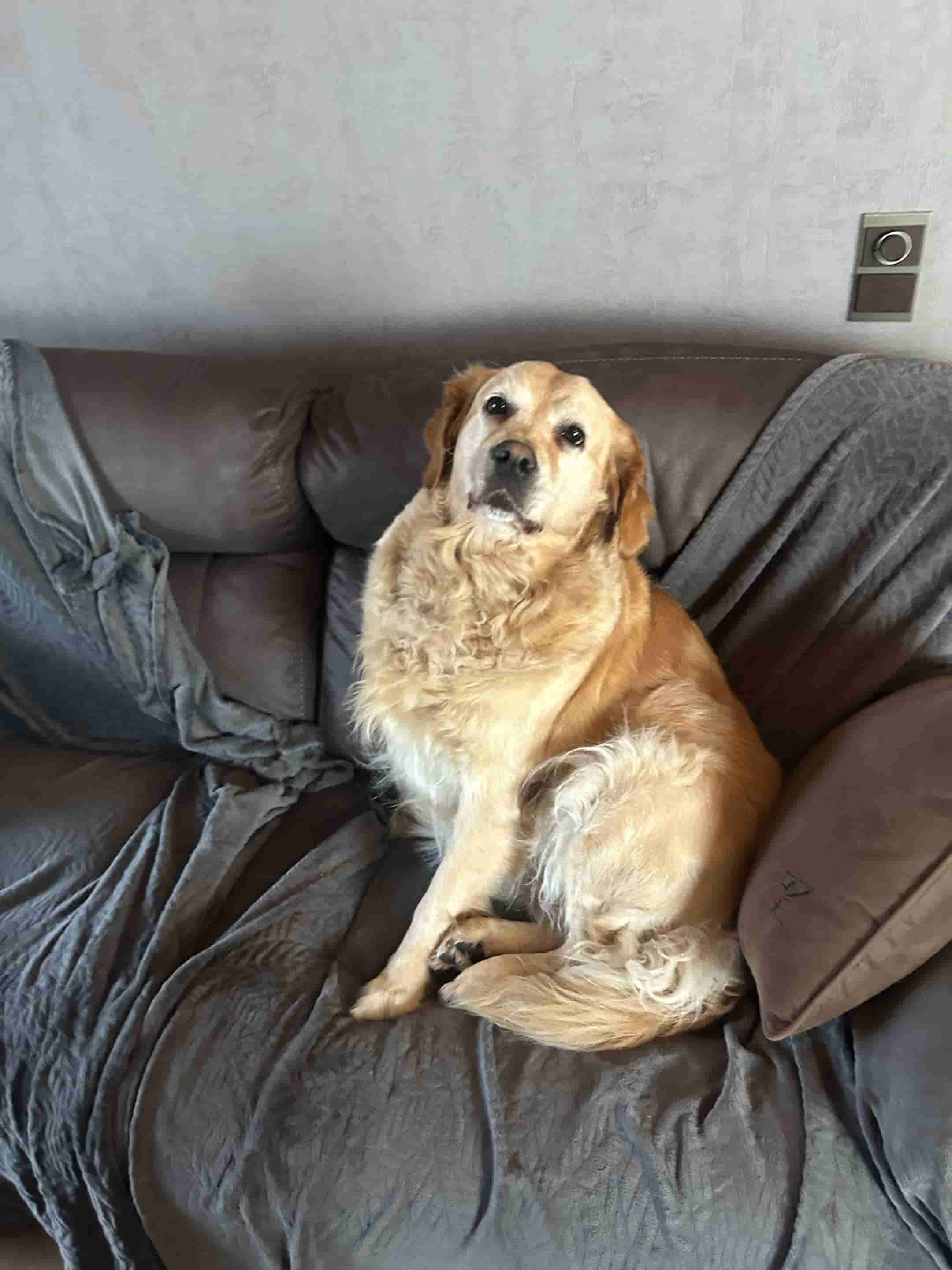 hond