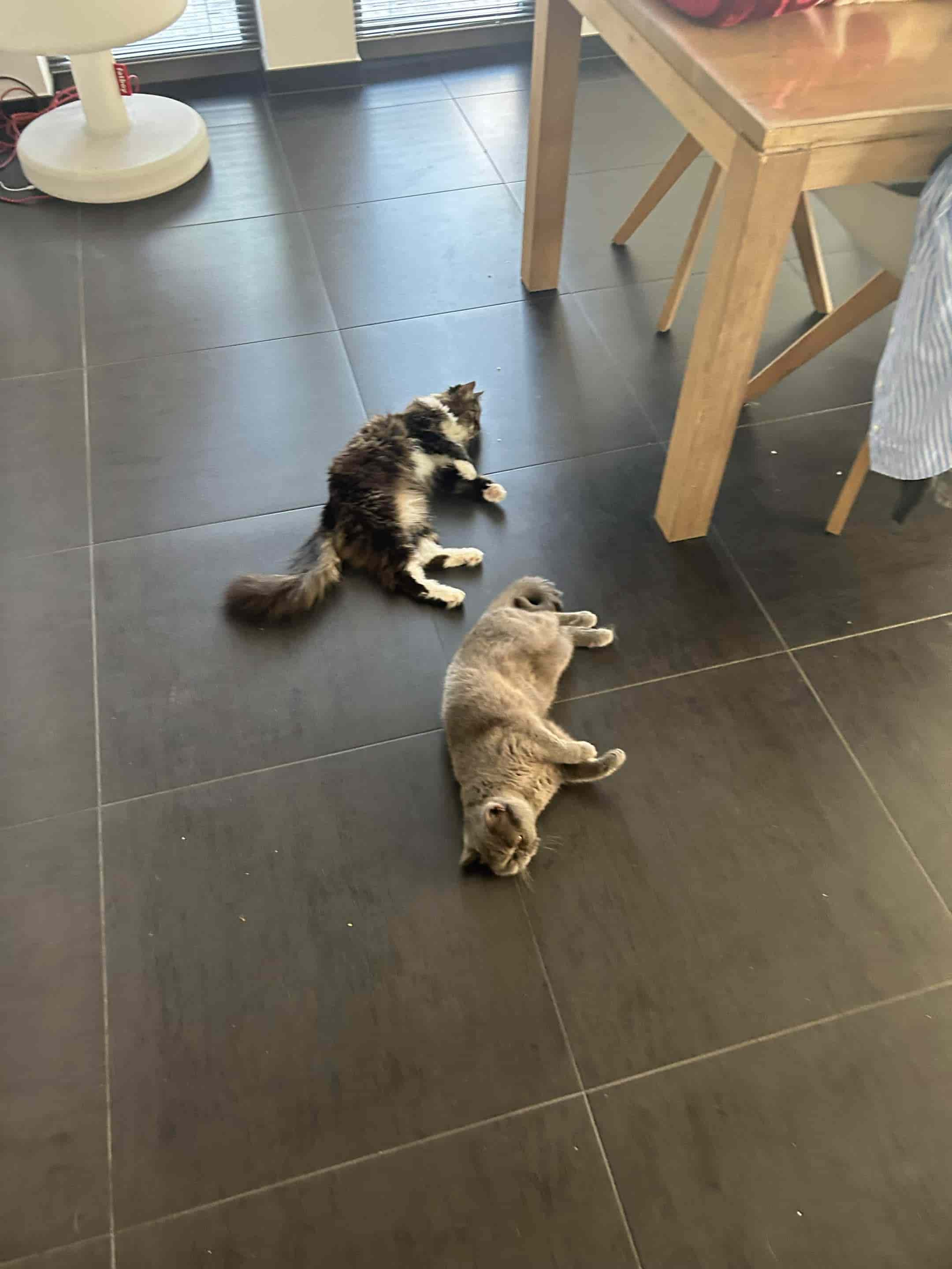 katten